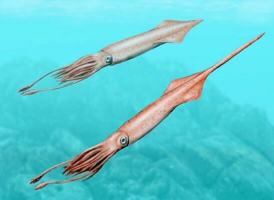 Artists reconstruction of a belemnite (Youngibelus).  Image by NobuTamura, Creative Commons License